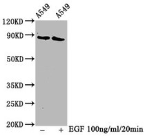 Western Blot; Positive WB detected in A549 whole cell lysate(treated with EGF or not); All lanes Phospho-BRAF antibody at 1.3ug/ml; Secondary; Goat polyclonal to rabbit IgG at 1/50000 dilution; Predicted band size: 85 KDa; Observed band size: 85 KDa