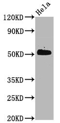 Western Blot; Positive WB detected in Hela whole cell lysate; All lanes Phospho-CDC37 antibody at 0.6ug/ml; Secondary; Goat polyclonal to rabbit IgG at 1/50000 dilution; Predicted band size: 50 KDa; Observed band size: 50 KDa
