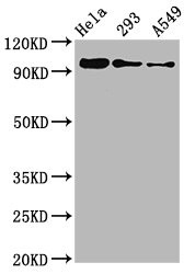 Western Blot; Positive WB detected in Hela whole cell lysate 93 whole cell lysate 549 whole cell lysate; All lanes Phospho-FOXO3 antibody at 0.96ug/ml; Secondary; Goat polyclonal to rabbit IgG at 1/50000 dilution; Predicted band size: 97 KDa; Observed band size: 97 KDa