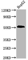 Western Blot; Positive WB detected in HepG2 whole cell lysate; All lanes Phospho-PTEN antibody at 1.9ug/ml; Secondary; Goat polyclonal to rabbit IgG at 1/50000 dilution; Predicted band size: 54 KDa; Observed band size: 54 KDa