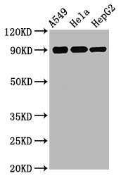Western Blot; Positive WB detected in A549 whole cell lysate ela whole cell lysate epG2 whole cell lysate; All lanes Phospho-RPS6KA1 antibody at 1.75ug/ml; Secondary; Goat polyclonal to rabbit IgG at 1/50000 dilution; Predicted band size: 90 KDa; Observed band size: 90 KDa