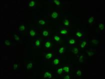 Immunofluorescence staining of A549 cells with RAC07652 at 1:100,counter-stained with DAPI. The cells were fixed in 4% formaldehyde, permeabilized using 0.2% Triton X-100 and blocked in 10% normal Goat Serum. The cells were then incubated with the antibody overnight at 4?. The secondary antibody was Alexa Fluor 488-congugated AffiniPure Goat Anti-Rabbit IgG (H+L).