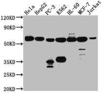 Western Blot; Positive WB detected in: Hela whole cell lysate, HepG2 whole cell lysate, PC-3 whole cell lysate, K562 whole cell lysate, HL-60 whole cell lysate, MCF-7 whole cell lysate, Jurkat whole cell lysate; All lanes: PTBP1 antibody at 1:1000; Secondary; Goat polyclonal to rabbit IgG at 1/50000 dilution; Predicted band size: 58, 60, 60 kDa; Observed band size: 58 kDa