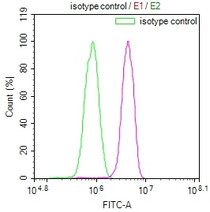 Overlay Peak curve showing A549 cells stained with RAC07697 (red line) at 1:100. The cells were incubated in 10% normal goat serum to block non-specific protein-protein interactions followed by the antibody (1ug/1*106cells) for 45min at 4?. The secondary antibody used was FITC-conjugated Goat Anti-rabbit IgG(H+L) at 1:200 dilution for 35min at 4?.Control antibody (green line) was rabbit IgG (1ug/1*106cells) used under the same conditions. Acquisition of >10,000 events was performed.