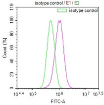 Overlay Peak curve showing PC3 cells stained with RAC07702 (red line) at 1:100. The cells were fixed in 4% formaldehyde and permeated by 0.2% TritonX-100. Then 10% normal goat serum to block non-specific protein-protein interactions followed by the antibody (1ug/1*106cells) for 45min at 4?. The secondary antibody used was FITC-conjugated Goat Anti-rabbit IgG(H+L) at 1:200 dilution for 35min at 4?.Control antibody (green line) was rabbit IgG (1ug/1*106cells) used under the same conditions. Acquisition of >10,000 events was performed.