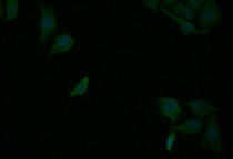 Immunofluorescence staining of Hela with RAC07708 at 1:25, counter-stained with DAPI. The cells were fixed in 4% formaldehyde and blocked in 10% normal Goat Serum. The cells were then incubated with the antibody overnight at 4°C. The secondary antibody was Alexa Fluor 507-congugated AffiniPure Goat Anti-Rabbit IgG(H+L).