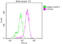 Overlay histogram showing Hela cells stained with RAC07709 (red line) at 1:50. The cells were incubated in 10% normal goat serum to block non-specific protein-protein interactions followedby the antibody (1ug/1*106 cells) for 1 h at 4?.The secondary antibody used was FITC-conjugated goat anti-rabbit IgG (H+L) at 1/200 dilution for 30min at 4?. Control antibody (green line) was Rabbit IgG (1ug/1*106 cells) used under the same conditions. Acquisition of >10,000 events was performed.