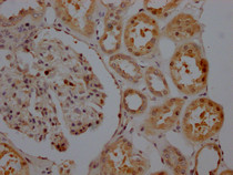IHC image of RAC07737 diluted at 1:100 and staining in paraffin-embedded human kidney tissue performed on a Leica BondTM system. After dewaxing and hydration, antigen retrieval was mediated by high pressure in a citrate buffer (pH 6.0). Section was blocked with 10% normal goat serum 30min at RT. Then primary antibody (1% BSA) was incubated at 4? overnight. The primary is detected by a Goat anti-rabbit IgG polymer labeled by HRP and visualized using 0.05% DAB.
