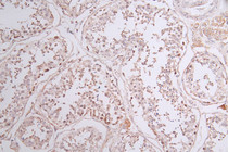 IHC image of RAC07750 diluted at 1:50 and staining in paraffin-embedded human testis tissue performed on a Leica BondTM system. After dewaxing and hydration, antigen retrieval was mediated by high pressure in a citrate buffer (pH 6.0). Section was blocked with 10% normal goat serum 30min at RT. Then primary antibody (1% BSA) was incubated at 4°C overnight. The primary is detected by a Goat anti-rabbit polymer IgG labeled by HRP and visualized using 0.43% DAB.