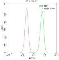 Overlay Peak curve showing Hela cells stained with RAC07756 (red line) at 1:50. The cells were fixed in 4% formaldehyde and permeated by 0.2% TritonX-100. Then 10% normal goat serum to block non-specific protein-protein interactions followed by the antibody (1ug/1*106cells) for 45min at 4?. The secondary antibody used was FITC-conjugated Goat Anti-rabbit IgG(H+L) at 1:200 dilution for 35min at 4?.Control antibody (green line) was rabbit IgG (1ug/1*106cells) used under the same conditions. Acquisition of >10,000 events was performed.