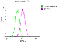 Overlay histogram showing Hela cells stained with RAC07762 (red line) at 1:50. The cells were fixed with 70% Ethylalcohol (18h) and then incubated in 10% normal goat serum to block non-specific protein-protein interactions followedby the antibody (1ug/1*106 cells) for 1 h at 4?.The secondary antibody used was FITC-conjugated goat anti-rabbit IgG (H+L) at 1/200 dilution for 30min at 4?. Control antibody (green line) was Rabbit IgG (1ug/1*106 cells) used under the same conditions. Acquisition of >10,000 events was performed.