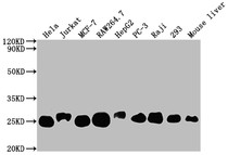 Western Blot; Positive WB detected in: Hela whole cell lysate, Jurkat whole cell lysate, MCF-7 whole cell lysate, RAW264.7 whole cell lysate, HepG2 whole cell lysate, PC-3 whole cell lysate, Raji whole cell lysate, 293 whole cell lysate, Mouse liver tissue; All lanes: TPT1 antibody at 1:2000; Secondary; Goat polyclonal to rabbit IgG at 1/50000 dilution; Predicted band size: 20, 16 kDa; Observed band size: 25 kDa