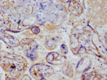 IHC image of RAC07781 diluted at 1:100 and staining in paraffin-embedded human placenta tissue performed on a Leica BondTM system. After dewaxing and hydration, antigen retrieval was mediated by high pressure in a citrate buffer (pH 6.0). Section was blocked with 10% normal goat serum 30min at RT. Then primary antibody (1% BSA) was incubated at 4°C overnight. The primary is detected by a Goat anti-rabbit polymer IgG labeled by HRP and visualized using 0.05% DAB.