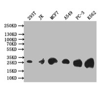 Western Blot; Positive WB detected in: 293T whole cell lysate, JK whole cell lysate, MCF7 whole cell lysate, A549 whole cell lysate, PC-3 whole cell lysate, K562 whole cell lysate; All lanes: Thymidine Kinase 1 antibody at 1:1000; Secondary; Goat polyclonal to rabbit IgG at 1/50000 dilution; Predicted band size: 26 kDa; Observed band size: 26 kDa