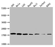 Western Blot; Positive WB detected in: 293 whole cell lysate, Hela whole cell lysate, L02 whole cell lysate, HepF2 whole cell lysate, Raji whole cell lysate, Jurkat whole cell lysate, K562 whole cell lysate; All lanes: TOMM22 antibody at 1:1000; Secondary; Goat polyclonal to rabbit IgG at 1/50000 dilution; Predicted band size: 16 kDa; Observed band size: 18 kDa