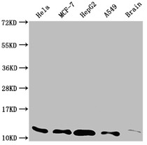 Western Blot; Positive WB detected in: Hela whole cell lysate, MCF-7 whole cell lysate, HepG2 whole cell lysate, A549 whole cell lysate, Rat brain tissue; All lanes: TXN antibody at 1:2000; Secondary; Goat polyclonal to rabbit IgG at 1/50000 dilution; Predicted band size: 10, 12 kDa; Observed band size: 12 kDa