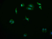 Immunofluorescence staining of HepG2 cell with RAC07811 at 1:50, counter-stained with DAPI. The cells were fixed in 4% formaldehyde and blocked in 10% normal Goat Serum. The cells were then incubated with the antibody overnight at 4°C. The secondary antibody was Alexa Fluor 569-congugated AffiniPure Goat Anti-Rabbit IgG(H+L).