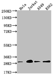 Western Blot; Positive WB detected in: Hela whole cell lysate, Jurkat whole cell lysate, A549 whole cell lysate, K562 whole cell lysate; All lanes: YWHAG antibody at 1:2000; Secondary; Goat polyclonal to rabbit IgG at 1/50000 dilution; Predicted band size: 29 kDa; Observed band size: 29 kDa