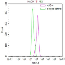 Overlay Peak curve showing Hela cells stained with RAC07821 (red line) at 1:400. Then 10% normal goat serum was Incubated to block non-specific protein-protein interactions followed by the antibody (1ug/1*106cells) for 45 min at 4°C. The secondary antibody used was FITC-conjugated Goat Anti-Mouse IgG(H+L) at 1/200 dilution for 35 min at 4°C. Isotype control antibody (green line) was mouse IgG1 (1ug/1*106cells) used under the same conditions. Acquisition of >10, 000 events was performed.