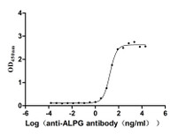 The Binding Activity of Human ALPG with Anti-ALPG Recombinant Antibody; Activity: Measured by its binding ability in a functional ELISA. Immobilized Human ALPG at 2 ug/ml can bind Anti-ALPG recombinant antibody , the EC50 is 14.09-23.17 ng/ml.