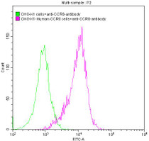 Untransfected CHO-K1 cells (green line) and transfected Human CCR8 CHO-K1 stable cells (red line) were stained with anti-CCR8 antibody (2ug/1*106cells), washed and then followed by FITC-conjugated anti-Human IgG Fc antibody and analyzed with flow cytometry.