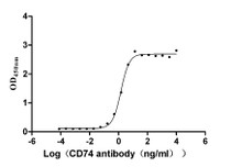 The Binding Activity of Human CD74 with Anti-CD74 recombinant antibody; Activity: Measured by its binding ability in a functional ELISA. Immobilized Human CD74 at 2 ug/ml can bind Anti-CD74 recombinant antibody, the EC50 is 1.317-1.646 ng/ml.