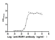 The Binding Activity of ROR1 with Anti-ROR1 recombinant antibody; Activity: Measured by its binding ability in a functional ELISA. Immobilized Human ROR1 at 2 ug/ml can bind Anti-ROR1 recombinant antibody, the EC50 is 0.2450-0.3416 ng/ml.