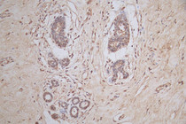 IHC image of RAC07931 diluted at 1:50 and staining in paraffin-embedded human breast tissue performed on a Leica BondTM system. After dewaxing and hydration, antigen retrieval was mediated by high pressure in a citrate buffer (pH 6.0). Section was blocked with 10% normal goat serum 30min at RT. Then primary antibody (1% BSA) was incubated at 4°C overnight. The primary is detected by a Goat anti-mouse polymer IgG labeled by HRP and visualized using 0.05% DAB.