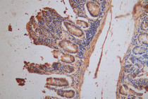 IHC image of RAC07951 diluted at 1:200 and staining in paraffin-embedded human small intestine tissue performed on a Leica BondTM system. After dewaxing and hydration, antigen retrieval was mediated by high pressure in a citrate buffer (pH 6.0). Section was blocked with 10% normal goat serum 30min at RT. Then primary antibody (1% BSA) was incubated at 4°C overnight. The primary is detected by a Goat anti-Mouse IgG labeled by HRP and visualized using 0.05% DAB.