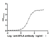 The Binding Activity of Human BTLA with Anti-BTLA Recombinant antibody Activity: Measured by its binding ability in a functional ELISA. Immobilized Human BTLA at 2 ug/mL can bind Anti-BTLA recombinant antibody , the EC 50 is 11.56-13.00 ng/mL.