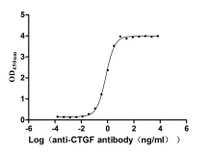 The Binding Activity of Rhesus macaque CTGF with Anti-CTGF Recombinant antibody Activity: Measured by its binding ability in a functional ELISA. Immobilized Rhesus macaque CTGF at 1 ug/mL can bind Anti-CTGF recombinant antibody. The EC 50 is 0.6886-0.7825 ng/mL.
