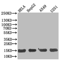 Western Blot, Positive WB detected in: Hela whole cell lysate, HepG2 whole cell lysate, A549 whole cell lysate, U251 whole cell lysate, All lanes: TNFRSF10B antibody at 1:500, Secondary, Goat polyclonal to Human IgG at 1/50000 dilution, Predicted band size: 13 kDa, Observed band size: 13 kDa