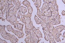 IHC image of RAC07989 diluted at 1:100 and staining in paraffin-embedded human placenta tissue performed on a Leica BondTM system. After dewaxing and hydration, antigen retrieval was mediated by high pressure in a citrate buffer (pH 6.0). Section was blocked with 10% normal goat serum 30min at RT. Then primary antibody (1% BSA) was incubated at 4°C overnight. The primary is detected by a Goat anti-Human IgG labeled by HRP and visualized using 0.05% DAB.