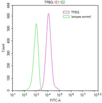 Overlay Peak curve showing MCF7 cells stained with (red line) at 1:100. Then 10% normal goat serum to block non-specific protein-protein interactions followed by the antibody (1ug/1*10 6 cells) for 45min at 4℃. The secondary antibody used was FITC-conjugated Goat Anti-human IgG(H+L) at 1:200 dilution for 35min at 4℃.Control antibody (green line) was human IgG (1ug/1*10 6 cells) used under the same conditions. Acquisition of >10,000 events was performed.