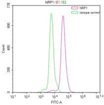 Overlay Peak curve showing PC3 cells stained with RAC08006 (red line) at 1:100. The cells were fixed in 4% formaldehyde and permeated by 0.2% TritonX-100. Then 10% normal goat serum to block non-specific protein-protein interactions followed by the antibody (1ug/1*10 6 cells) for 45min at 4℃. The secondary antibody used was FITC-conjugated Goat Anti-human IgG(H+L) at 1:200 dilution for 35min at 4℃.Control antibody (green line) was human IgG (1ug/1*10 6 cells) used under the same conditions. Acquisition of >10,000 events was performed.