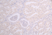 IHC image of RAC08012 diluted at 1：100 and staining in paraffin-embedded human kidney tissue performed on a Leica BondTM system. After dewaxing and hydration, antigen retrieval was mediated by high pressure in a citrate buffer (pH 6.0). Section was blocked with 10% normal goat serum 30min at RT. Then primary antibody (1% BSA) was incubated at 4°C overnight. The primary is detected by a Goat anti-human polymer IgG labeled by HRP and visualized using 0.05% DAB.