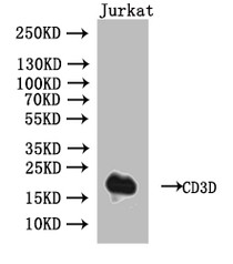Western Blot, Positive WB detected in: Jurkat whole cell lysate, All lanes: CD3D antibody at 1:1000, Secondary, Goat polyclonal to human IgG at 1/50000 dilution, Predicted band size: 19 kDa, Observed band size: 19 kDa