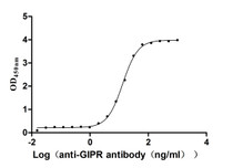 The Binding Activity of Macaca fascicularis GIPR with Anti-GIPR recombinant antibody. Activity: Measured by its binding ability in a functional ELISA. Immobilized Macaca fascicularis GIPR at 2 μg/mL can bind Anti-GIPR recombinant antibody. The EC50 is 12.66-13.86 ng/mL.
