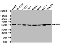 Western Blot. Positive WB detected in:A431 whole cell lysate (20µg), SH-SY5Y whole cell lysate (20µg), U251 whole cell lysate (20µg), 293T whole cell lysate (20µg), HepG2 whole cell lysate (20µg), K562 whole cell lysate (20µg), MCF7 whole cell lysate (20µg), NIH/3T3 whole cell lysate (20µg). All lanes: TUBB antibody at 1:1000. Secondary. Goat polyclonal to human IgG at 1/40000 dilution. Predicted band size:49 kDa. Observed band size:55 kDa. Exposure time:5s