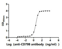 The Binding Activity of Human CD79B with Anti-CD79B recombinant antibody. Activity: Measured by its binding ability in a functional ELISA. Immobilized Human CD79A at 2 μg/mL can bind Anti-CD79B recombinant antibody. The EC50 is 3.214-3.642 ng/mL.