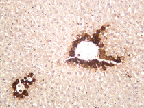 Rat liver was stained with anti-Glutamine Synthetase (PT0057R) rabbit antibody