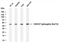 Various whole cell lysates were separated by 4-20% SDS-PAGE, and the membrane was blotted with anti-CDC37 (phospho Ser13) (PT0060R) antibody. The HRP-conjugated Goat anti-Rabbit IgG(H + L) antibody was used to detect the antibody.