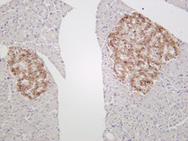 Rat pancreas was stained with anti-Chromogranin A (PT0092R) rabbit antibody