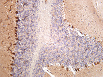 Mouse brain was stained with anti-S6K1 (PT0095R) rabbit antibody