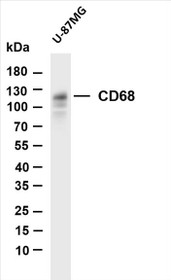 Various whole cell lysates were separated by 4-20% SDS-PAGE, and the membrane was blotted with anti-CD68 (PT0098R) antibody. The HRP-conjugated Goat anti-Rabbit IgG(H + L) antibody was used to detect the antibody.