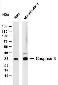 Various whole cell lysates were separated by 4-20% SDS-PAGE, and the membrane was blotted with anti-Caspase-3 (PT0099R) antibody. The HRP-conjugated Goat anti-Rabbit IgG(H + L) antibody was used to detect the antibody.