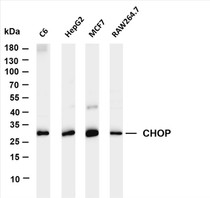 Various whole cell lysates were separated by 4-20% SDS-PAGE, and the membrane was blotted with anti-CHOP (PT0105R) antibody. The HRP-conjugated Goat anti-Rabbit IgG(H + L) antibody was used to detect the antibody.
