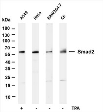 Various whole cell lysates were separated by 4-20% SDS-PAGE, and the membrane was blotted with anti-Smad2 (PT0111R) antibody. The HRP-conjugated Goat anti-Rabbit IgG(H + L) antibody was used to detect the antibody.