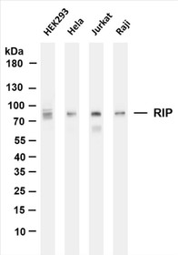 Various whole cell lysates were separated by 4-20% SDS-PAGE, and the membrane was blotted with anti-RIP(PT0147R) antibody. The HRP-conjugated Goat anti-Rabbit IgG(H + L) antibody was used to detect the antibody.