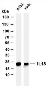 Various whole cell lysates were separated by 4-20% SDS-PAGE, and the membrane was blotted with anti-IL18 (PT0148R) antibody. The HRP-conjugated Goat anti-Rabbit IgG(H + L) antibody was used to detect the antibody.